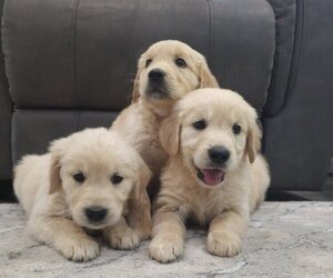 English Cream Golden Retriever Puppy for sale in SACRAMENTO, CA, USA
