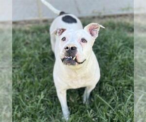 American Pit Bull Terrier-Unknown Mix Dogs for adoption in Modesto, CA, USA