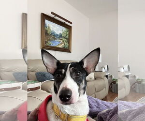 Chihuahua-Unknown Mix Dogs for adoption in Virginia Beach, VA, USA