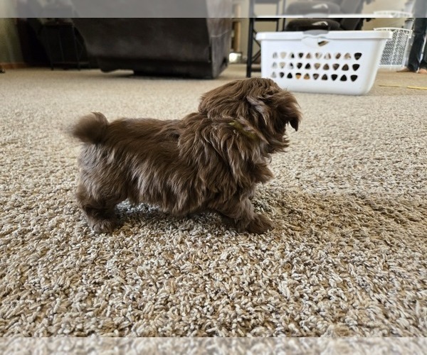 Medium Photo #4 ShihPoo Puppy For Sale in CARLYLE, IL, USA