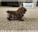 Small #3 ShihPoo
