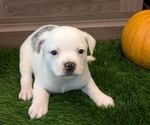 Puppy Emma Aussiedoodle Miniature -French Bulldog Mix