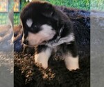Small Photo #53 Alaskan Malamute Puppy For Sale in MIDWEST CITY, OK, USA