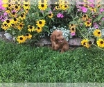 Small Photo #12 Goldendoodle-Poodle (Miniature) Mix Puppy For Sale in CURTISS, WI, USA