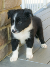 Border Collie Puppy for sale in MELBER, KY, USA