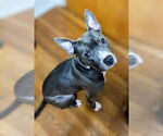 Small American Staffordshire Terrier Mix