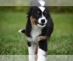 Small #1 Miniature Australian Shepherd