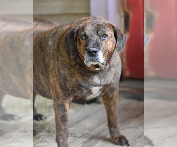 Medium Photo #1 Plott Hound-Unknown Mix Puppy For Sale in Brewster, NY, USA