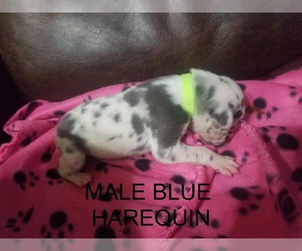 Medium Photo #5 Great Dane Puppy For Sale in CLAYTON, NC, USA