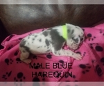 Small Photo #5 Great Dane Puppy For Sale in CLAYTON, NC, USA