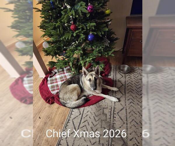 Medium Photo #2 German Shepherd Dog-Unknown Mix Puppy For Sale in San Antonio, TX, USA