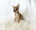 Small #9 Chihuahua