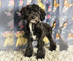 Poodle (Standard) Puppy for sale in MARTINSVILLE, IN, USA