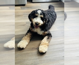 Father of the Bernedoodle puppies born on 06/25/2025