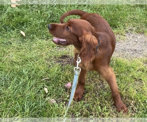 Medium Photo #11 Irish Setter Puppy For Sale in ONEONTA, NY, USA
