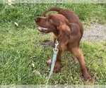 Black collar - Male Irish Setter Puppy for Sale - Photo #11