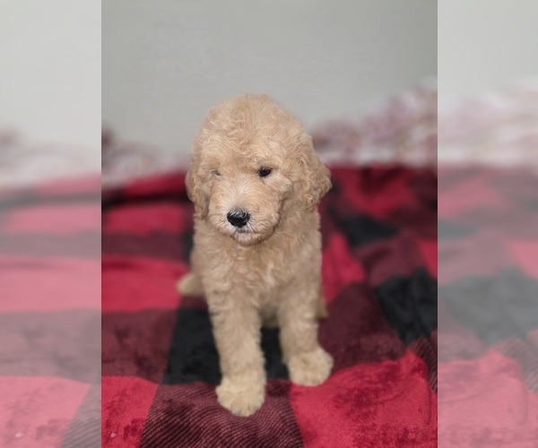 Medium Photo #16 Goldendoodle Puppy For Sale in DUBLIN, TX, USA