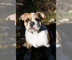Small Photo #26 Olde English Bulldogge Puppy For Sale in OVERLAND, KS, USA