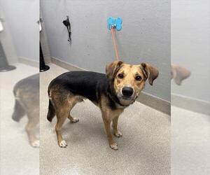 German Shepherd Dog-Treeing Walker Coonhound Mix Dogs for adoption in Las Vegas, NV, USA
