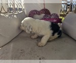 Small Photo #37 Sheepadoodle Puppy For Sale in THORNDALE, TX, USA