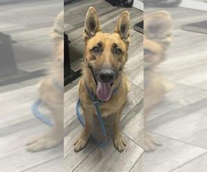 German Shepherd Dog Dogs for adoption in Redlands, CA, USA