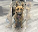 DINA - Female German Shepherd Dog Dog for Adoption - Small photo