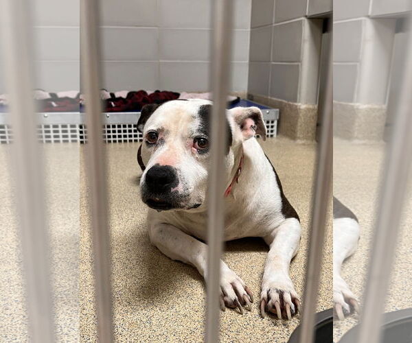 Medium Photo #11 Mutt Puppy For Sale in Virginia Beach, VA, USA