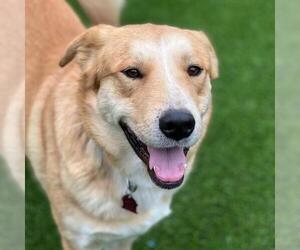 Golden Labrador Dogs for adoption in San Diego, CA, USA