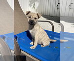 Small #2 Mutt