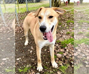 Bunny - Male Labrador Retriever-Unknown Mix Dog for Adoption - Photo #5