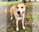 Small Photo #5 Labrador Retriever-Unknown Mix Puppy For Sale in McDonough, GA, USA