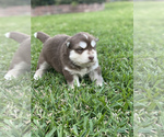 Small Photo #4 Siberian Husky Puppy For Sale in LINDALE, TX, USA