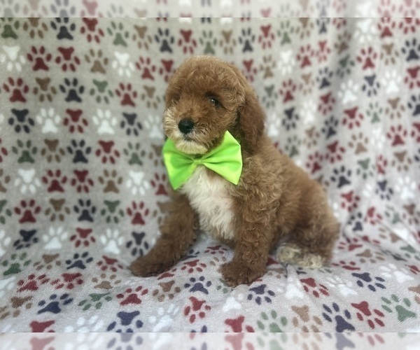 Medium Photo #3 Cock-A-Poo Puppy For Sale in LAKELAND, FL, USA