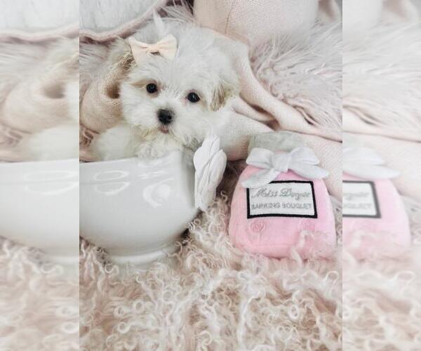 Medium Photo #1 Maltese Puppy For Sale in FERNANDINA BEACH, FL, USA