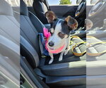 Small #3 Chihuahua Mix
