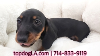 Dachshund Puppy for sale in LA MIRADA, CA, USA