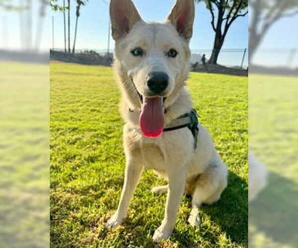 Medium Photo #11 Huskies -Unknown Mix Puppy For Sale in Corona, CA, USA