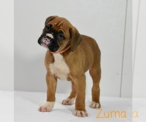 Boxer Puppy for sale in SHIPSHEWANA, IN, USA
