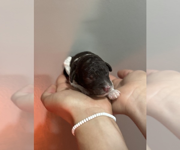 Medium Photo #4 Poodle (Standard) Puppy For Sale in LONGMONT, CO, USA