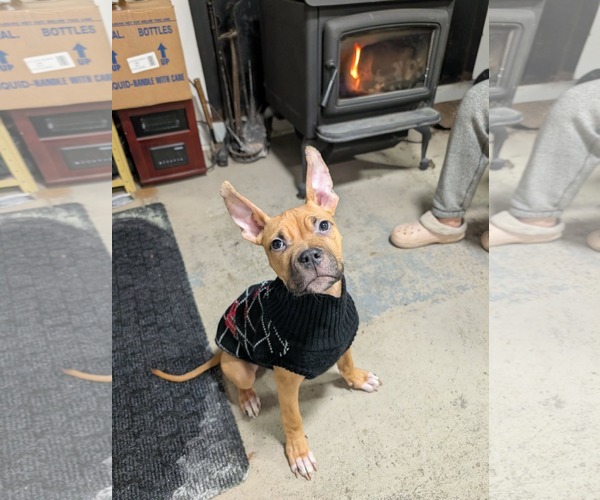 Medium Photo #7 American Bulldog-Unknown Mix Puppy For Sale in Oro Medonte, Ontario, Canada