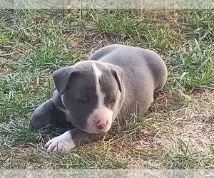 American Pit Bull Terrier Puppy for sale in DELAWARE, OH, USA