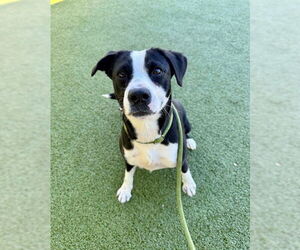 Mutt Dogs for adoption in Fayetteville, NC, USA