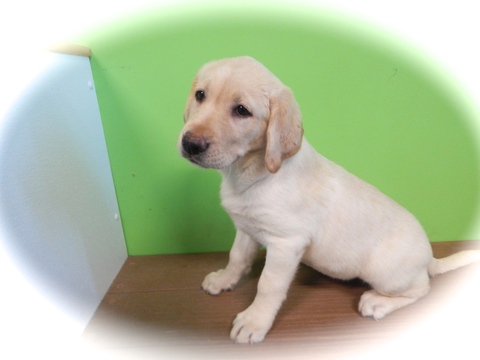 Medium Photo #1 Labrador Retriever Puppy For Sale in HAMMOND, IN, USA