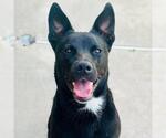 Small #7 Labrador Retriever Mix