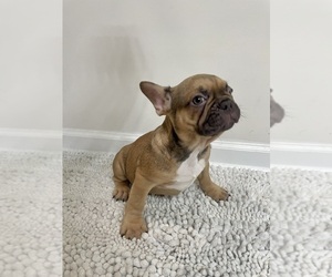 French Bulldog Puppy for sale in CHARLESTON, SC, USA