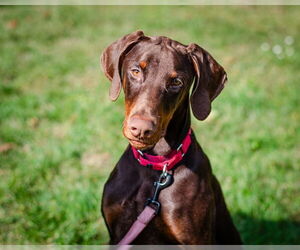 Doberman Pinscher Dogs for adoption in Dedham, MA, USA