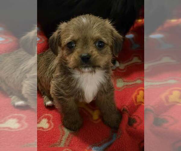 Medium Photo #2 Shih Tzu Puppy For Sale in Cave Creek, AZ, USA