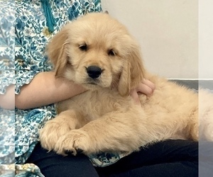 Golden Retriever Puppy for sale in LIBERTY, SC, USA