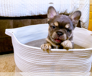 French Bulldog Puppy for sale in FOREST, VA, USA