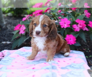 Dachshund Puppy for sale in SHILOH, OH, USA